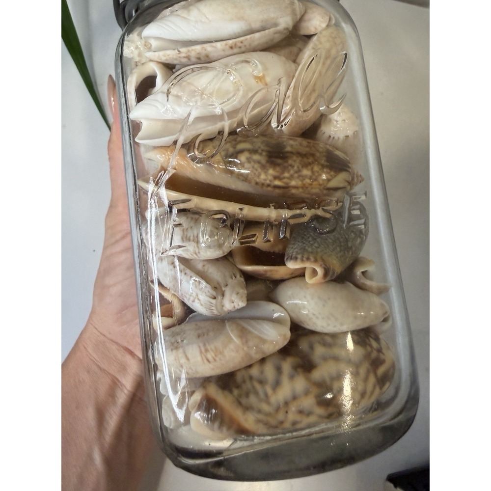 Vintage Wire Bail Glass Canning Jar Full of Olive Sea Shells Coastal Decor 7.5" - Picture 4 of 7